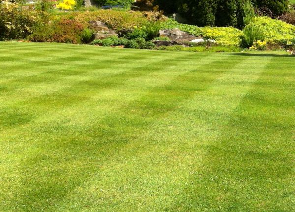 Commercial Grass Cutting in Nampa