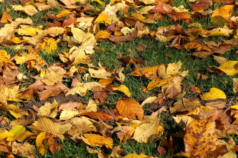 Fall Lawn Care