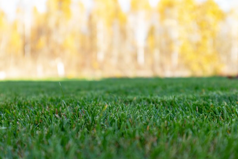 Fall Lawn Care