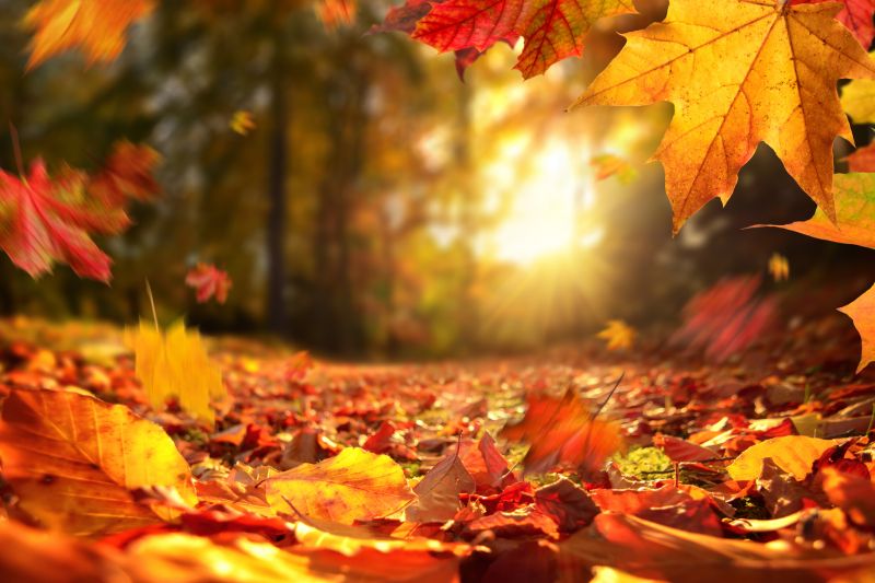 Fall Lawn Care