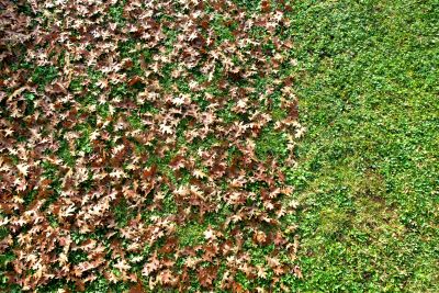 Fall Mowing