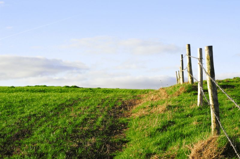Fence Line Trimming