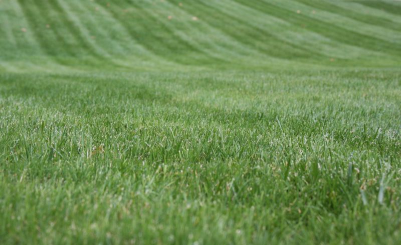 Business Lawn Maintenance detail