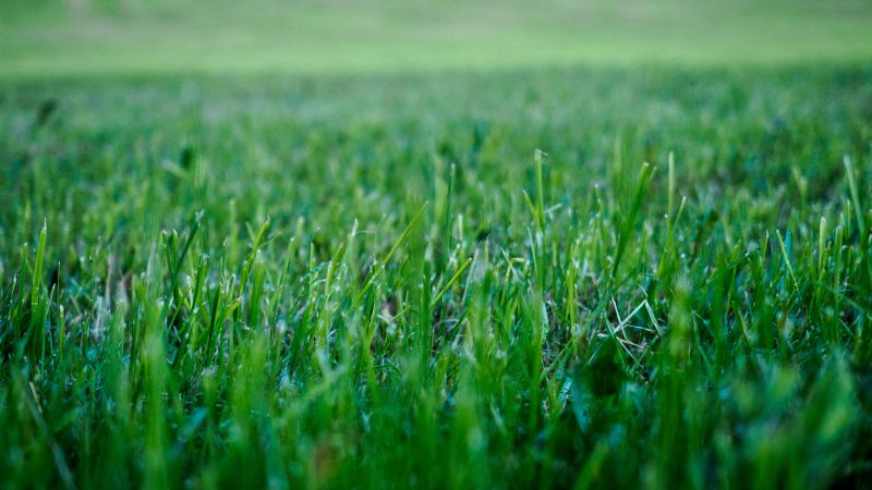 Lawn Care Service detail