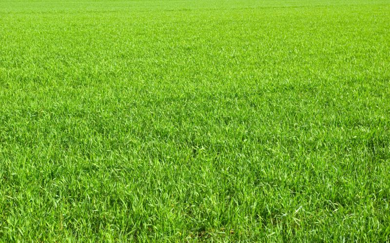 Residential Lawn Care detail