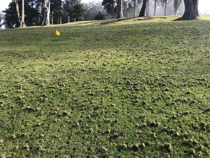 Golf Course Mowing