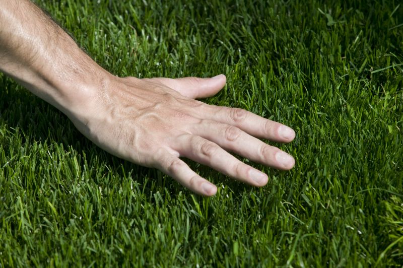 Grass Care Service