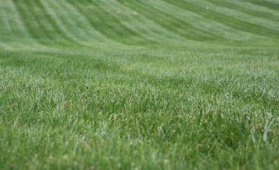 Grass Maintenance