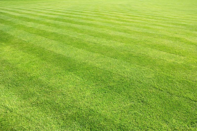 Healthy Lawn Growth