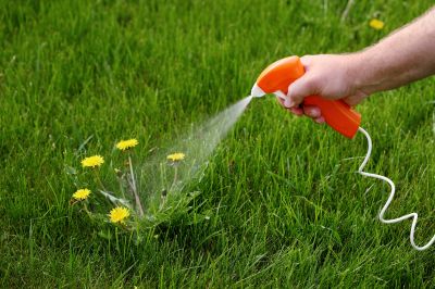 Lawn Weed Whacking