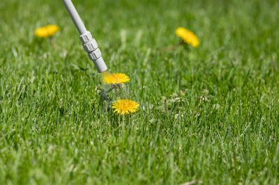 Lawn Weed Whacking