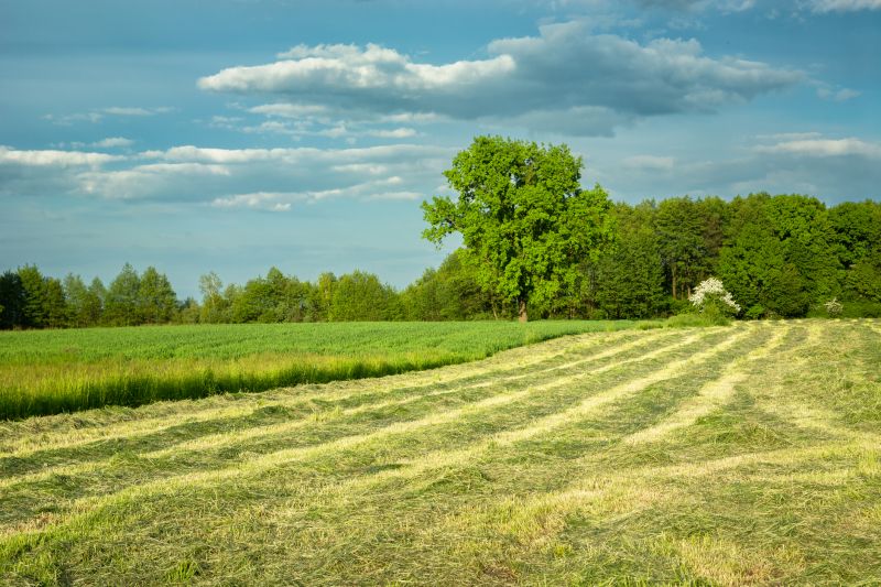 Leaves Mowing