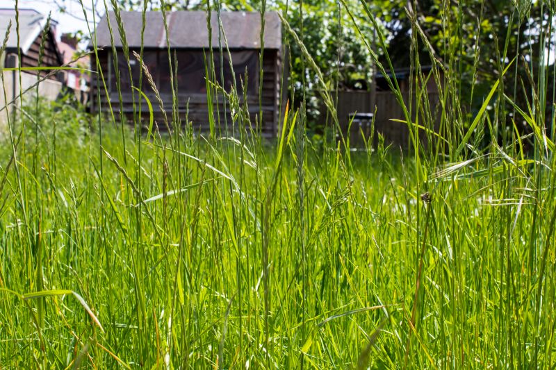 Overgrown Lawn Trimming