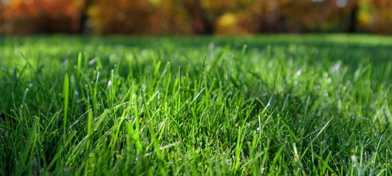 Seasonal Lawn Care