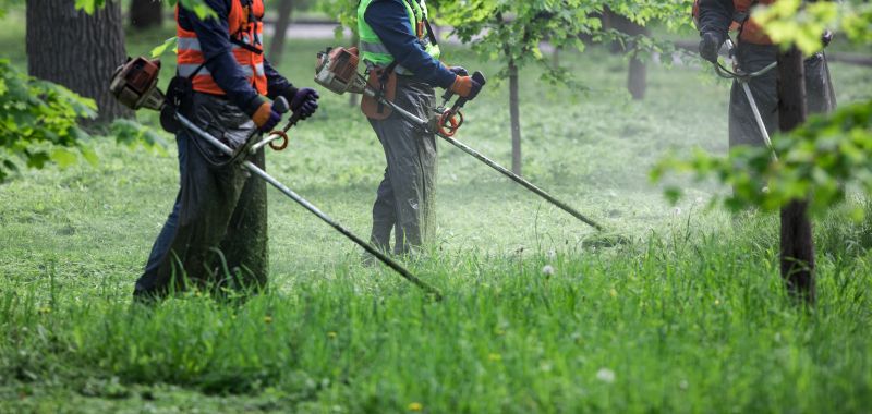 Spring Grass Trimming