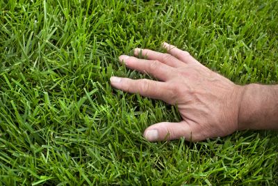 Spring Lawn Care