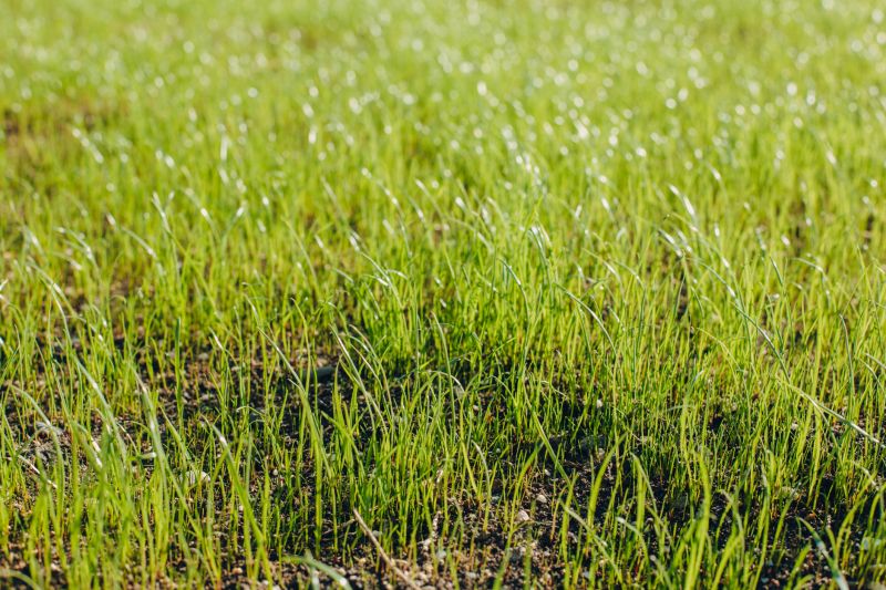 Spring Lawn Maintenance