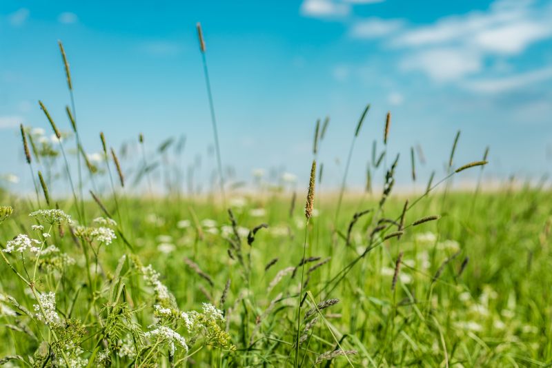 Tall Grass Mowing