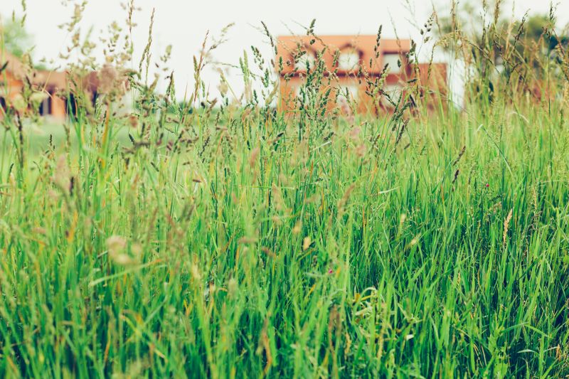 Tall Grass Trimming