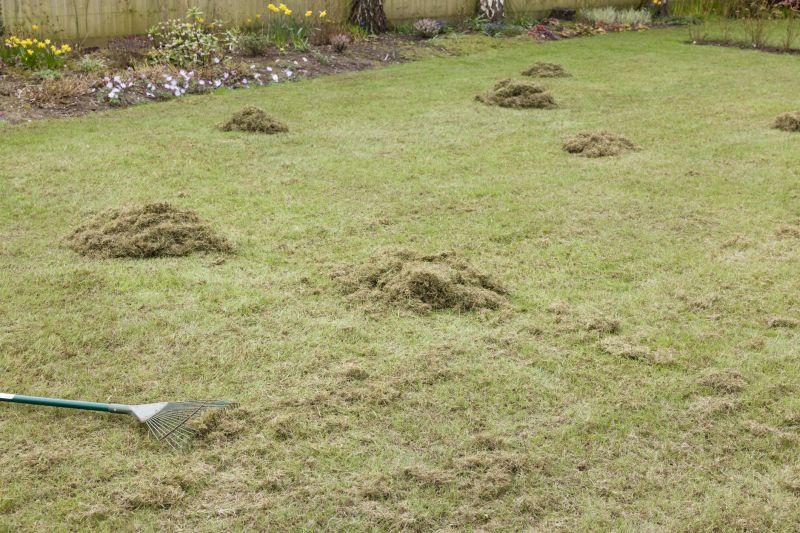 Thatch Removal Service